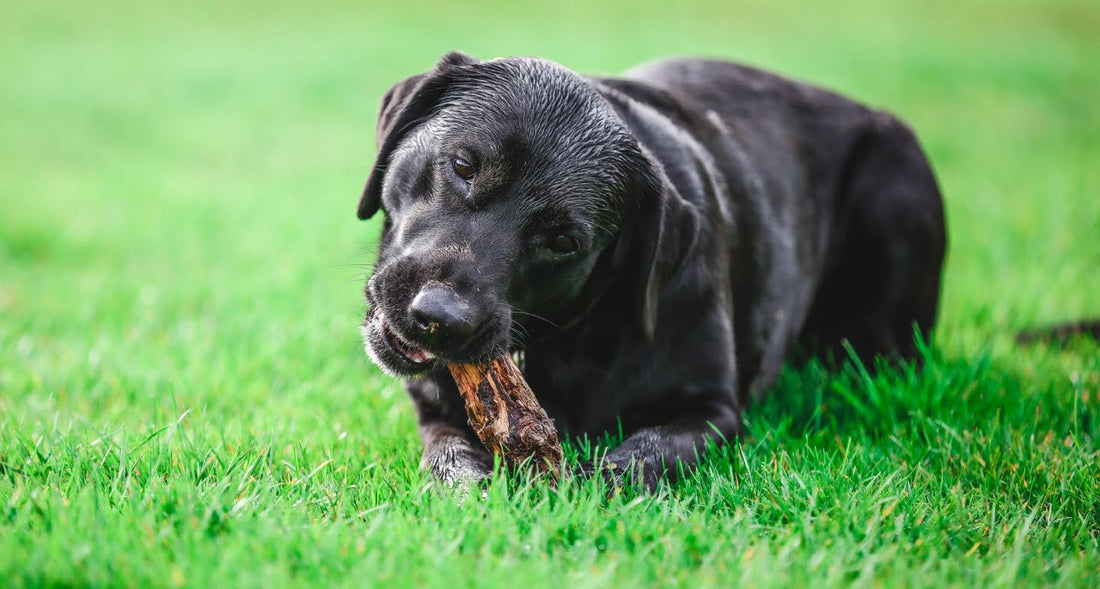 Hypoallergene Hundesnacks: Die perfekte Lösung für empfindliche Hunde