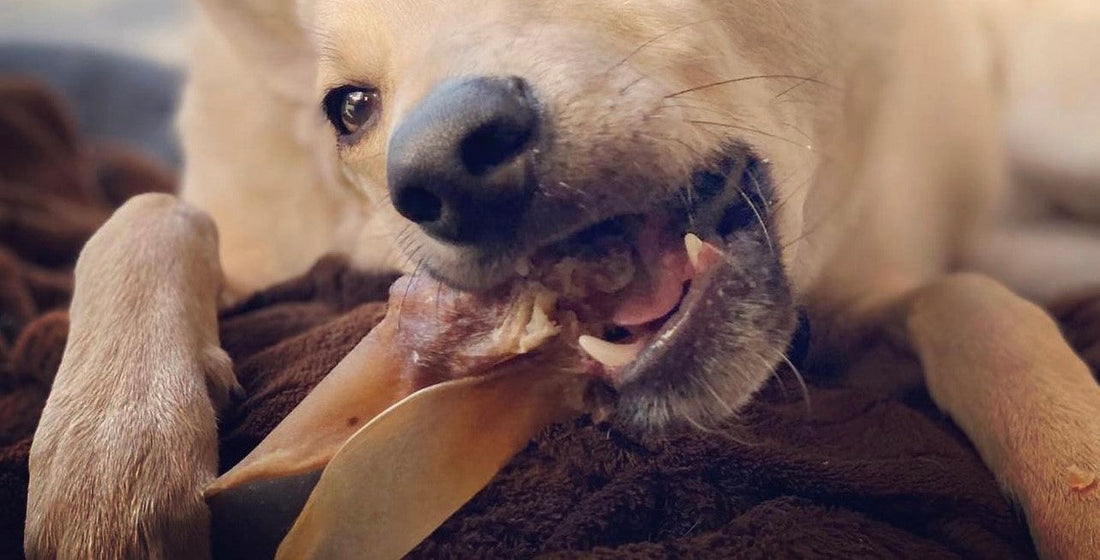 Warum natürliche Hundesnacks die beste Wahl für deinen Vierbeiner sind