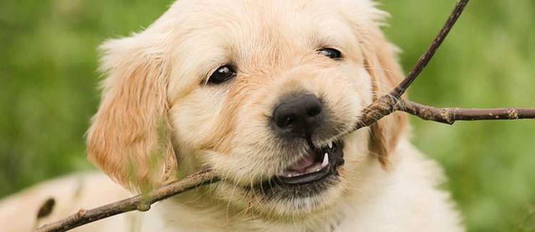 Kauartikel für Hunde: Warum Kauen so wichtig ist